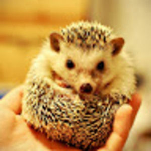 Meet your Posher, Bookntea